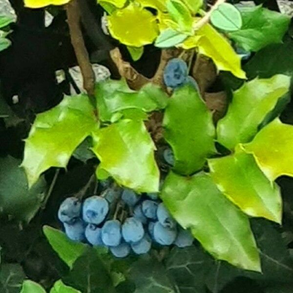 Berberis darwinii Blad