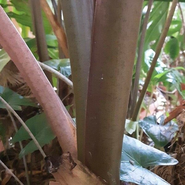 Colocasia esculenta Escorça