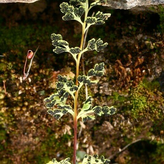 Anogramma leptophylla موطن