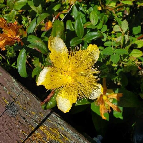 Hypericum prolificum 花