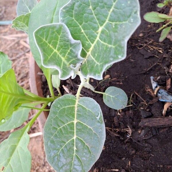 Solanum marginatum برگ