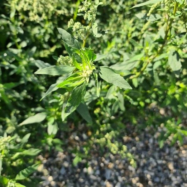 Chenopodium album Fuelha