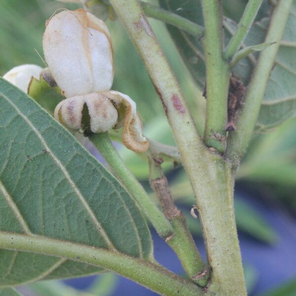 Psidium guineense Fruit