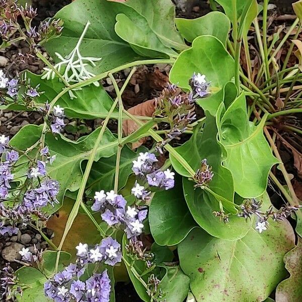 Limonium brassicifolium ശീലം