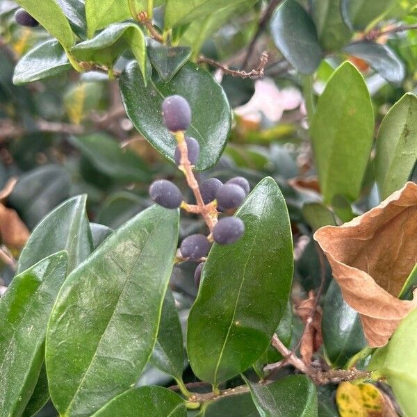 Ligustrum japonicum Frucht