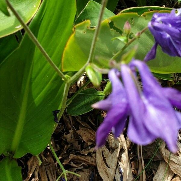 Aquilegia pyrenaica Blomst