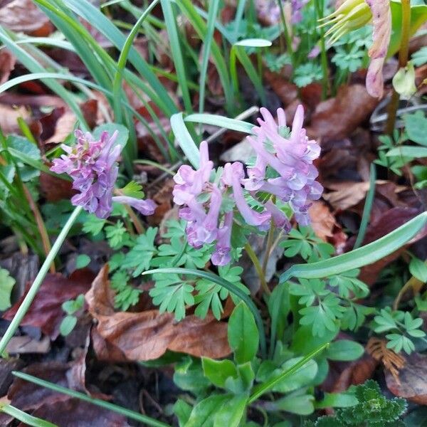 Corydalis solida Квітка