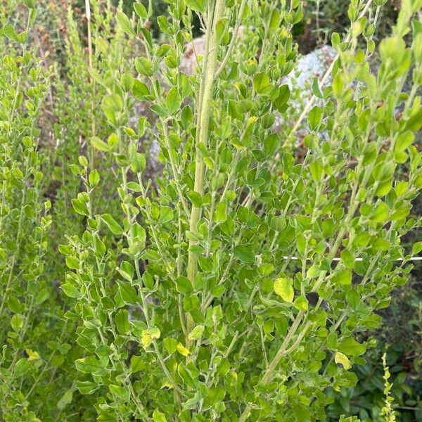 Cytisus villosus Hoja