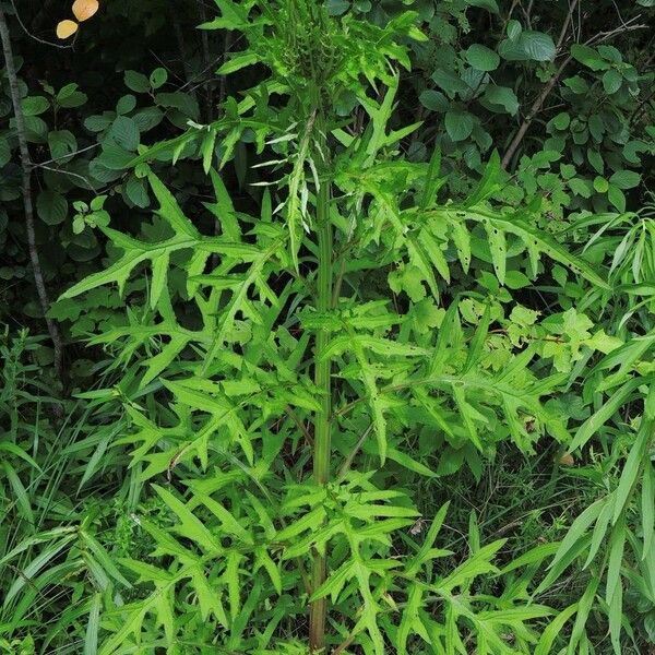 Cirsium muticum Plante entière