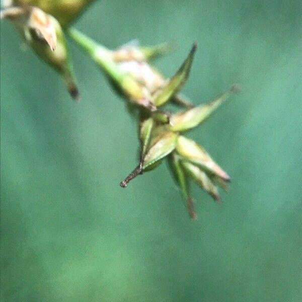 Carex echinata Virág