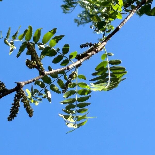 Gleditsia triacanthos Flor