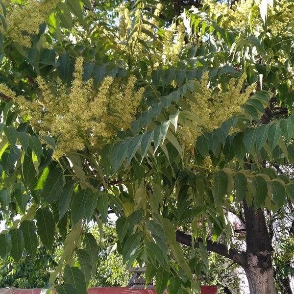 Ailanthus altissima ফুল