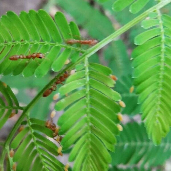 Vachellia collinsii Leaf