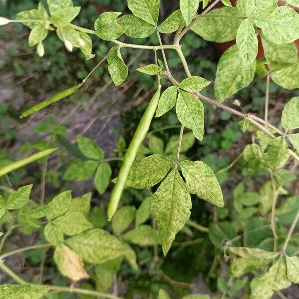 Cleome rutidosperma Fruitua