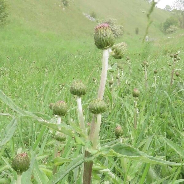 Cirsium heterophyllum Blad