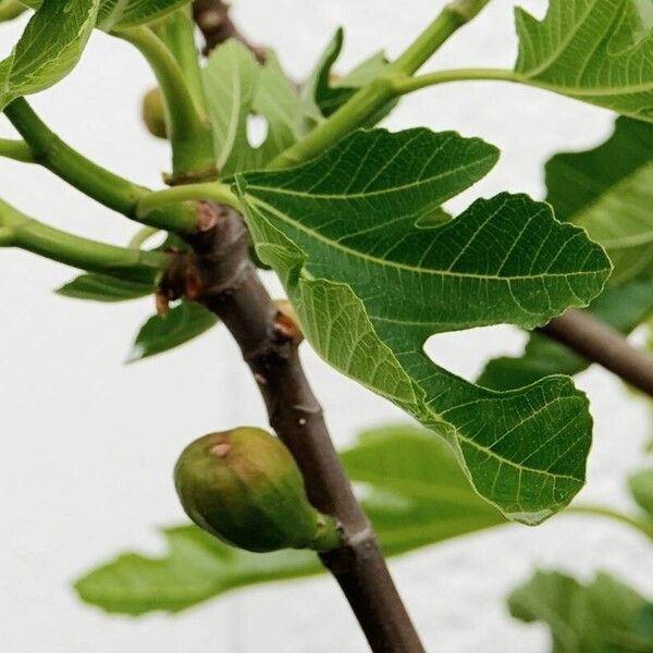 Ficus carica ᱛᱟᱦᱮᱸ