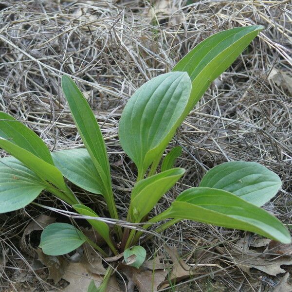 Arnoglossum plantagineum Habit