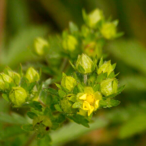 Potentilla norvegica Blomst