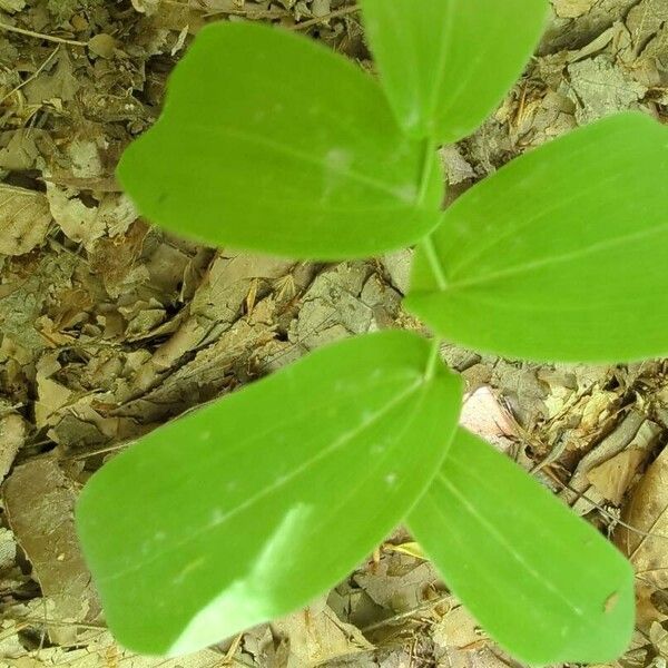 Uvularia perfoliata Folla