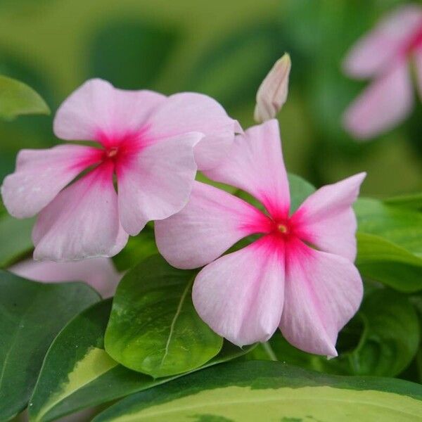 Catharanthus roseus Blomst