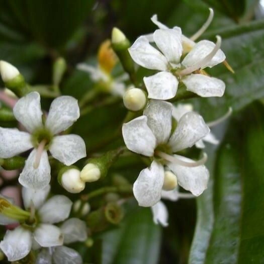 Miconia bicolor Flower