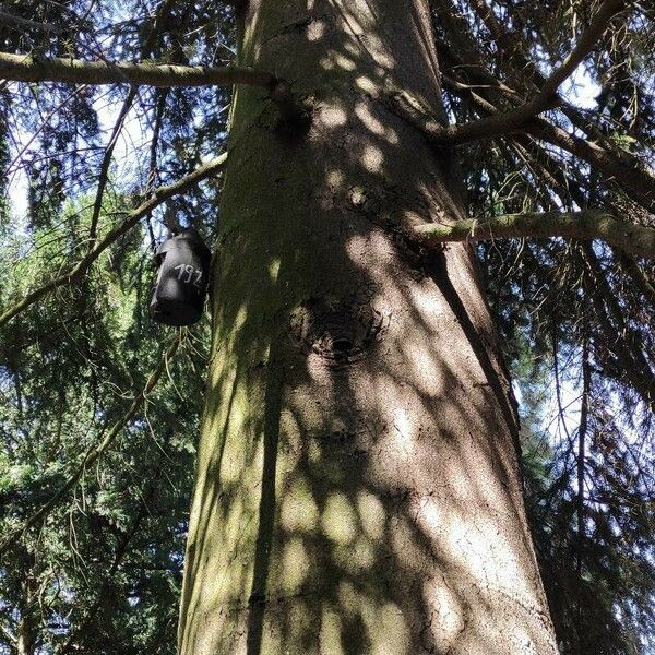 Abies cephalonica Rinde