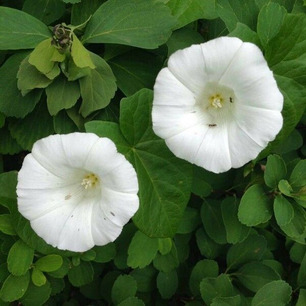 Convolvulus sepium Цвят