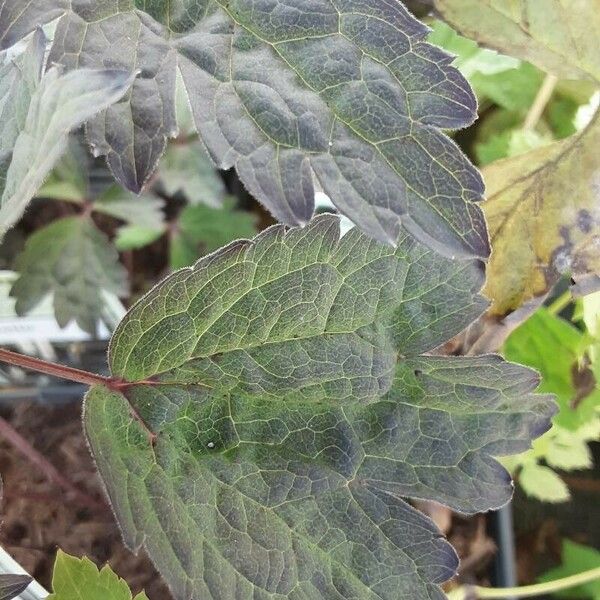 Actaea racemosa Leaf