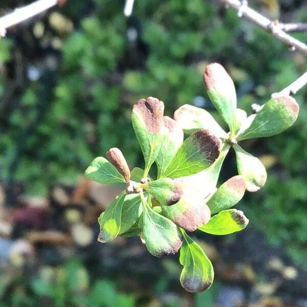 Spiraea hypericifolia Leaf