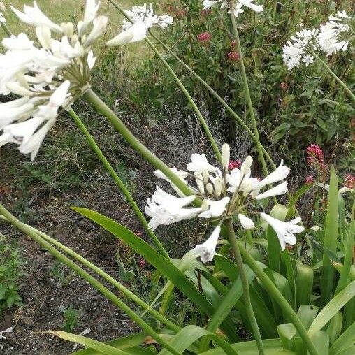 Agapanthus campanulatus Flower