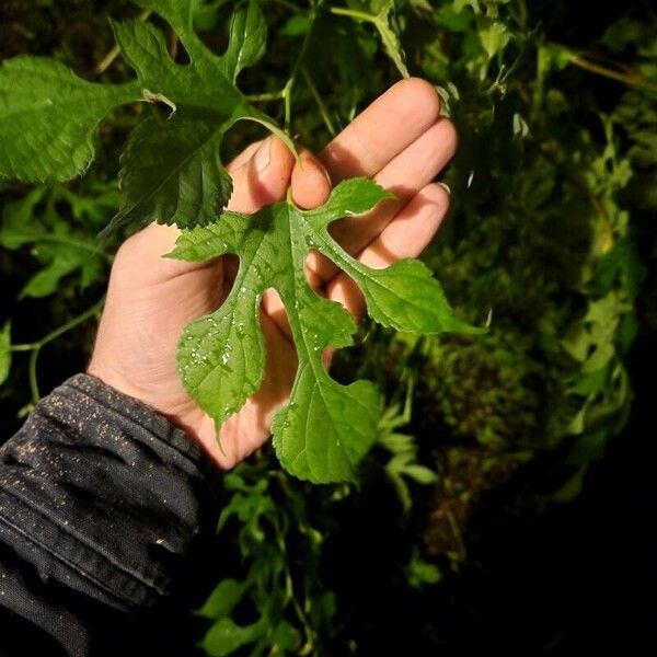 Morus rubra Leaf