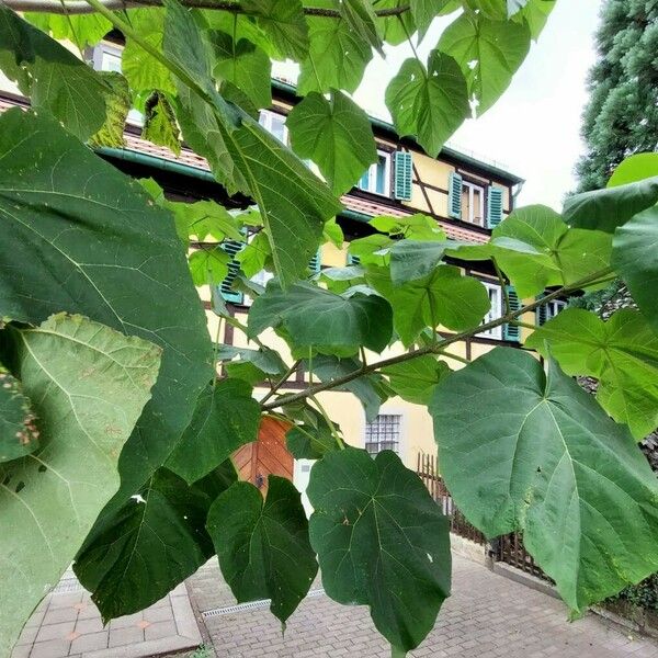 Paulownia tomentosa Folla