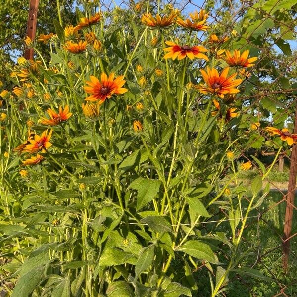 Rudbeckia hirta Blomst