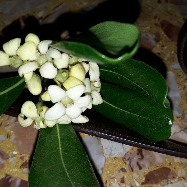 Pittosporum heterophyllum Flor