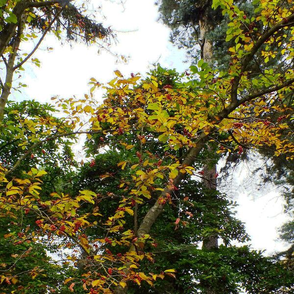 Ilex decidua (Possom-haw holly)