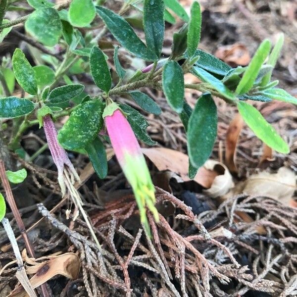 Correa reflexa Flor