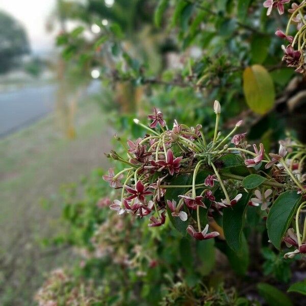 Combretum indicum 花