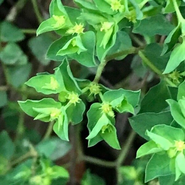 Euphorbia peplus ফুল