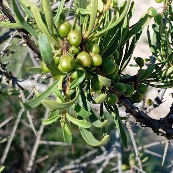 Rhamnus lycioides ഫലം