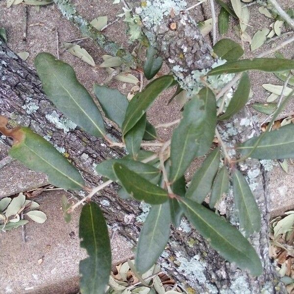 Quercus virginiana Blatt