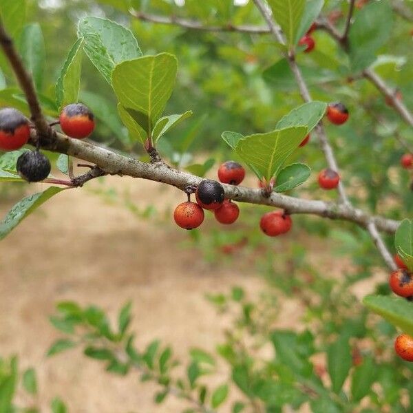 Ilex decidua Плод