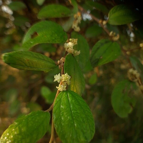 Ziziphus oenopolia Flower