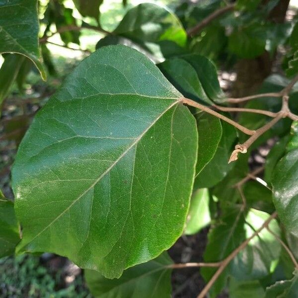 Croton guatemalensis Leaf