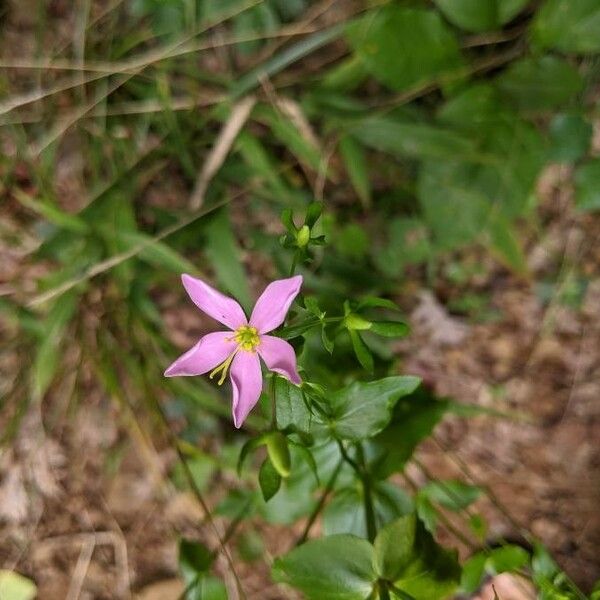 Sabatia angularis Flors