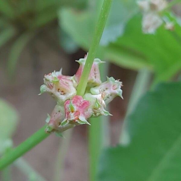 Rumex spinosus Bark