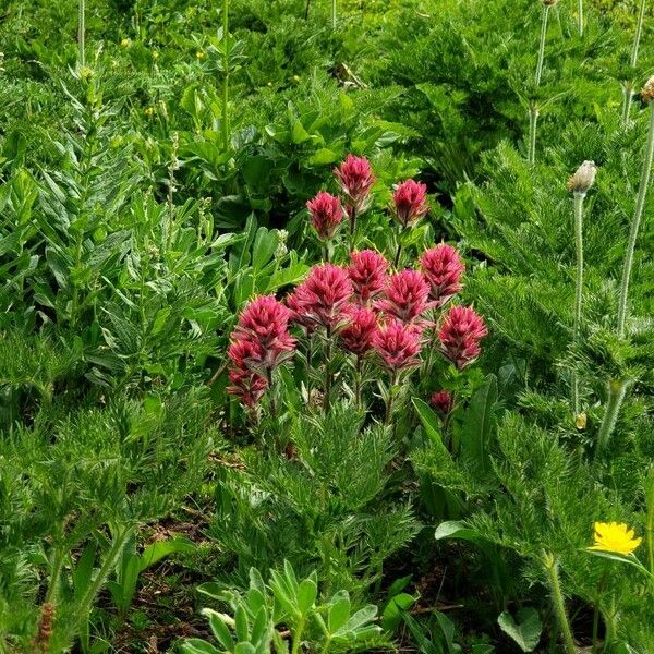 Castilleja parviflora 整株植物