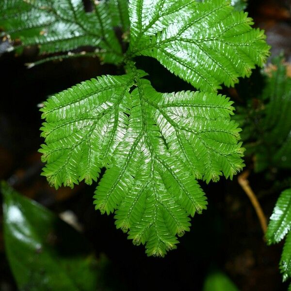 Selaginella parkeri Folla