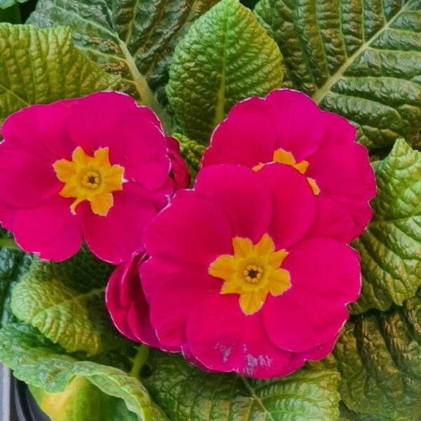 Primula × polyantha Õis