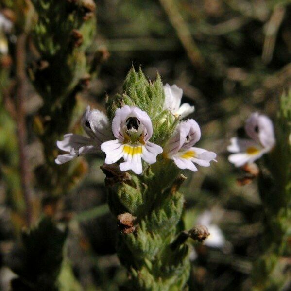 Euphrasia pectinata Flower