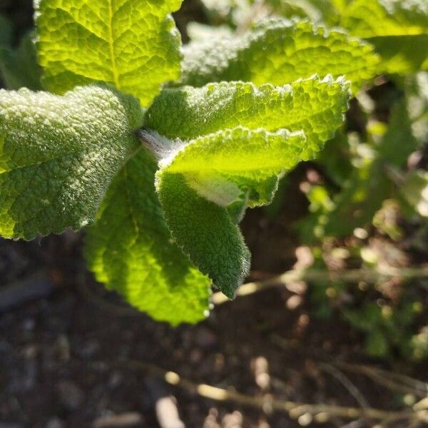 Mentha × rotundifolia Листок